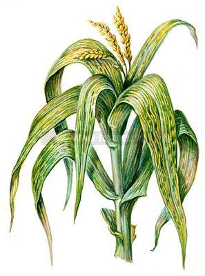 кукуруза, опыление, источник пыльцы
