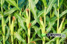 Использование гербицидов при выращивании кукурузы