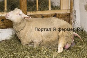 Схватки у овцематки происходят чаще и сильнее