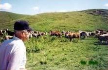 работа в деревне, фермер с коровами, фото