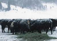 содержание крупного рогатого скота зимой