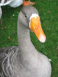 гусь, goose, фото