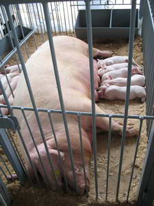 Полтавская мясная порода свиней