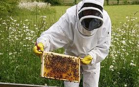пчеловод выполняет работу на пасеке