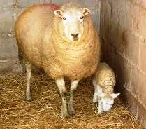 Помещения для содержания овец