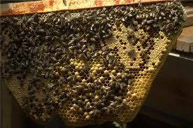 поведение пчёл в улье