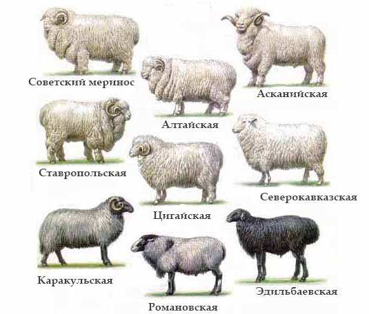 Тонкорунные породы овец