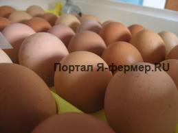 перемещение яиц во время инкубации фото