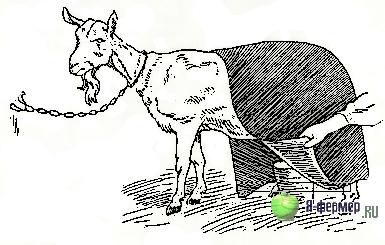 Паровой компресс для козы. Беременность и окот козы