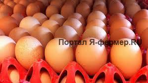 хранение яиц