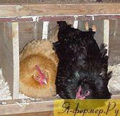 две курицы на одном гнезде, фото