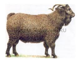 Коза оренбургской породы, рисунок