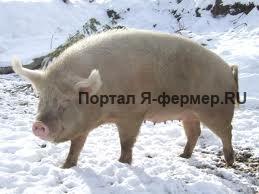 Советы по содержанию свиней и поросят зимой