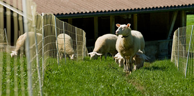 Пластиковое ограждение (сетка) для овец 