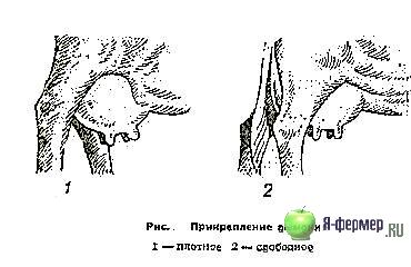 Прикрепление вымени у коровы