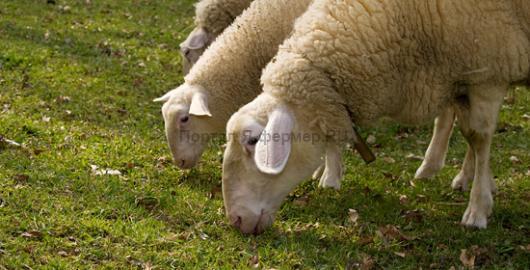 кормление и рацион овец ранней весной