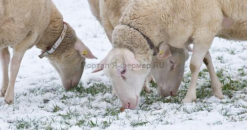 кормление и рационы овец зимой