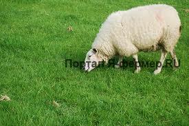 Откорм овец фото