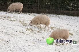 Кормление овец зимой