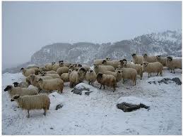 овцы на зимнем пастбище