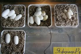 яйца на инкубации, фото