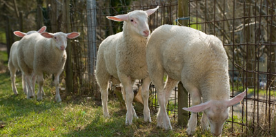 металлическая сетка в качестве ограждения пастбища для овец