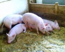 Свиньи в свинарнике. Системы содержания свиней.