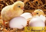 О курином яйце и инкубации