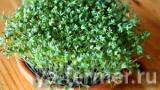 Кресс-салат фото 