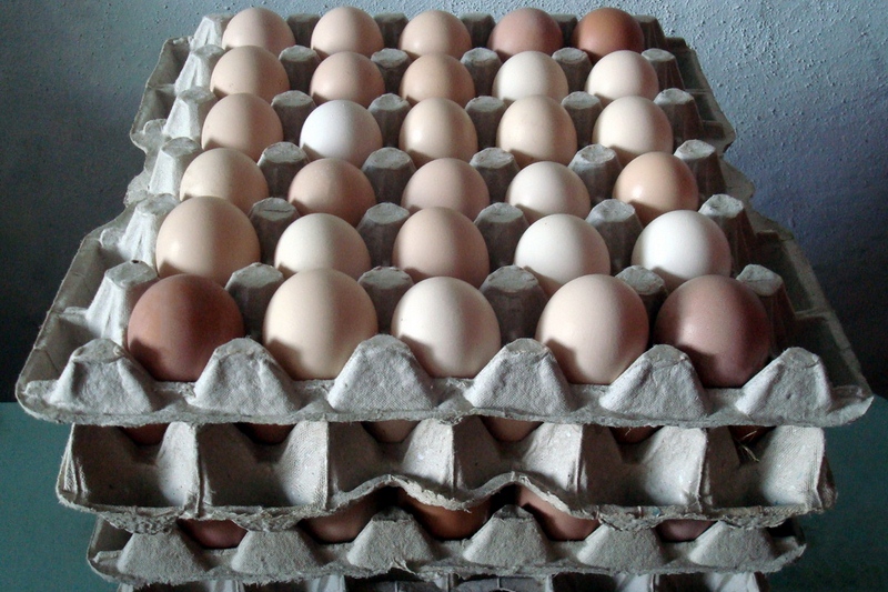 Купить инкубационное яйцо в волгограде. Инкубационное яйцо серебристый Адлер. Яйца куриные инкубационные. Яйцо кремовое. Инкубационное яйцо Адлерская серебристая коробка.