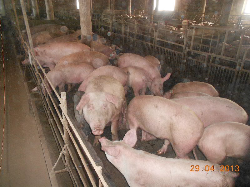 Куплю свинину живую. Поросята в Свердловской области. Продажа поросят на рынке. Породы свиней в Свердловской области.