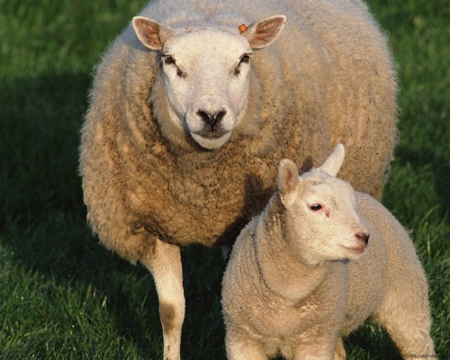 Ищу работу по стрижке овец