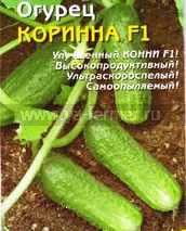 Огурцы сорта Коринна фото