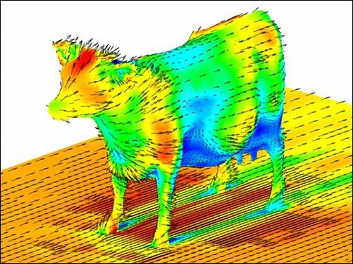 Визуализация компьютерной модели обтекания коровы потоком воздуха.