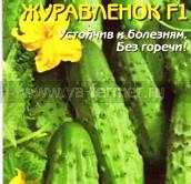 Огурцы сорта Журавлёнок фото