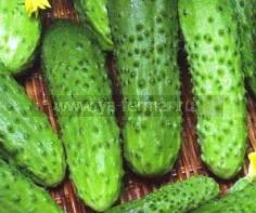 Огурцы сорта Маша фото