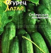 Сорт огурцов Алтай