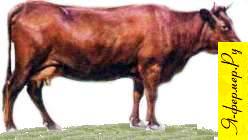 Красная горбатовская порода крупного рогатого скота: происхождение и описание