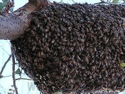 Африканские пчёлы фото