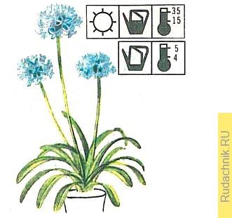 агапантус зонтичный (Agapanthus umbellatus)