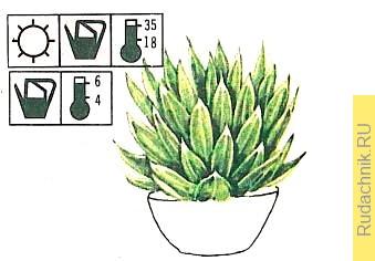 Агава королевы Виктории (Agave victoriae-reginae)