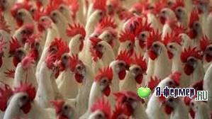 птица сельскохозяйственного назначения