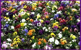 Садовые анютины глазки 