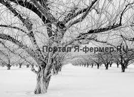 Яблоневый сад зимой, под снегом