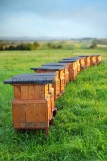 Как пчёлы отличают особей своей семьи