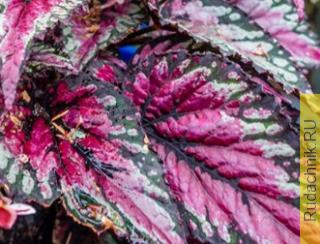 Бегонии Рекса (Begonia rex.)