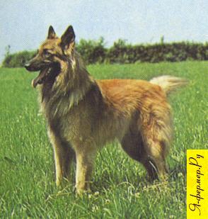 Бельгийский тервюрен или бельгийская овчарка: происхождение, описание породы, характер