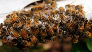 Перемещение рабочих пчел в гнезде