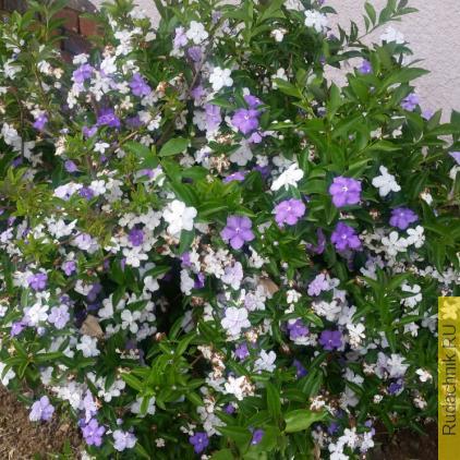 Brunfelsia pauciflora, Брунфельсия малоцветковая фото