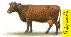 Бурая латвийская порода крупного рогатого скота